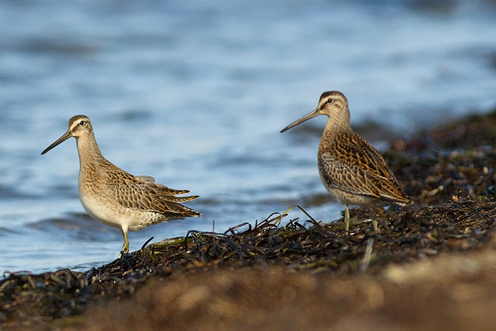 Short-billed Dowitcher