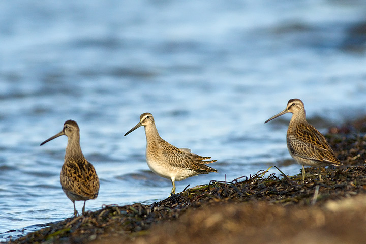 Short-billed Dowitcher