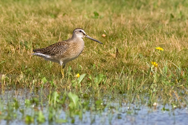 Short-billed Dowitcher