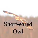 Short-eared Owl