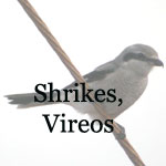 Shrikes, Vireos