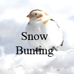 Snow Bunting