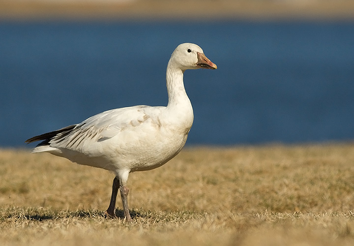 Snow Goose