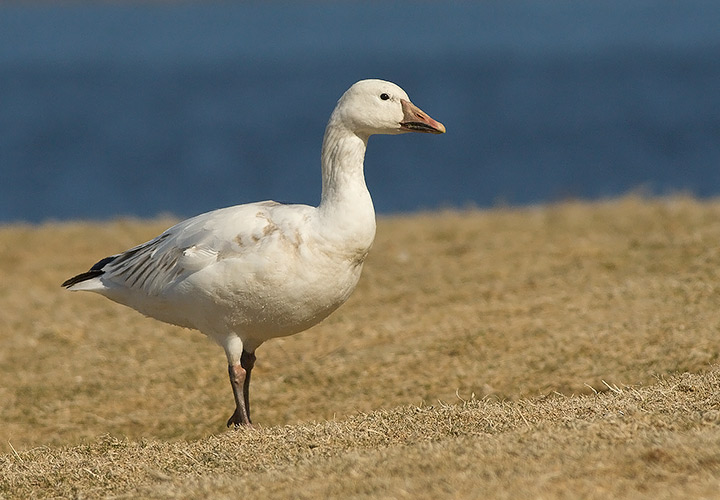 Snow Goose