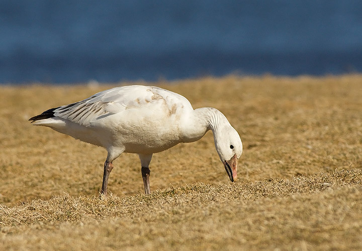 Snow Goose