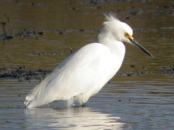 Snowy Egret