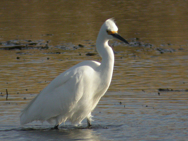 Snowy Egret
