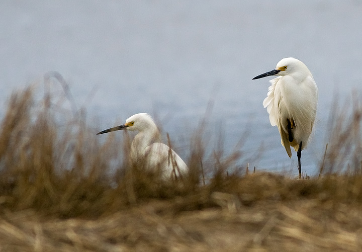 Snowy Egret