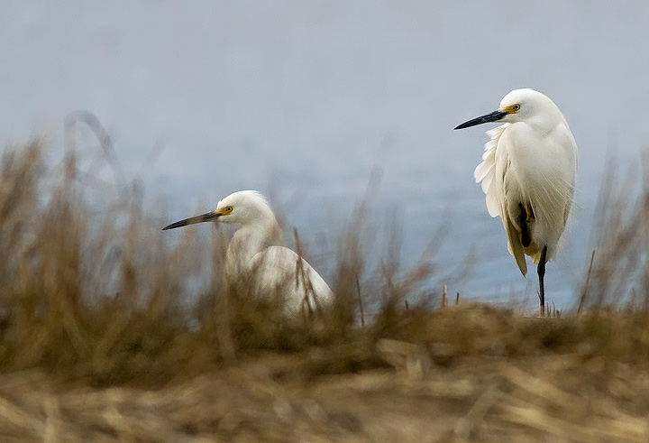 Snowy Egret