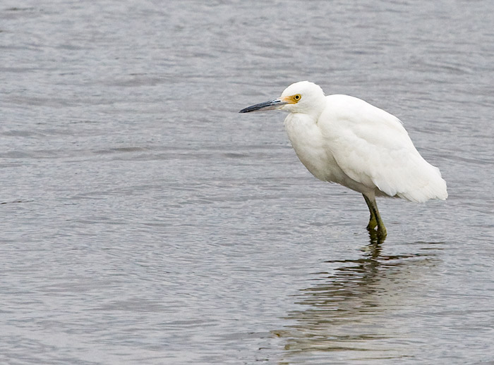 Snowy Egret