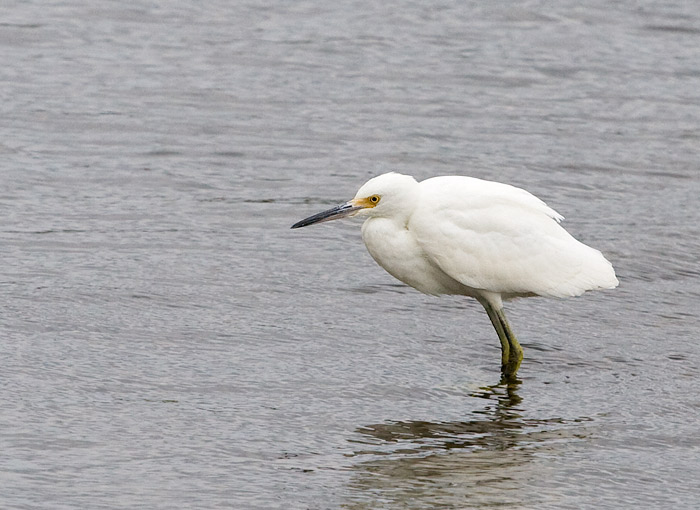 Snowy Egret