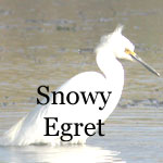 Snowy Egret