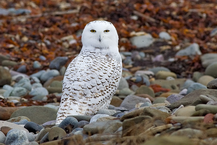 Snowy Owl