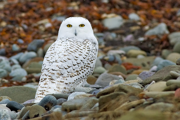Snowy Owl