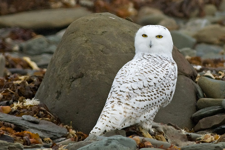 Snowy Owl