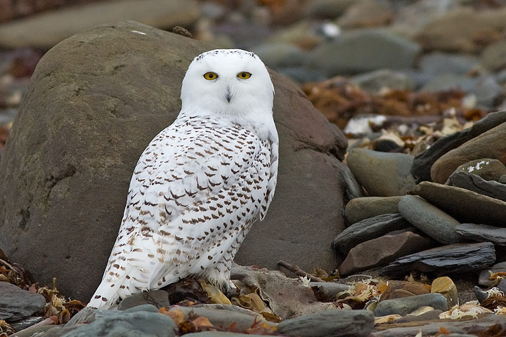 Snowy Owl