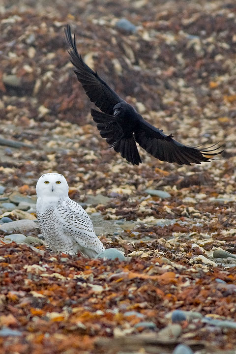 Snowy Owl