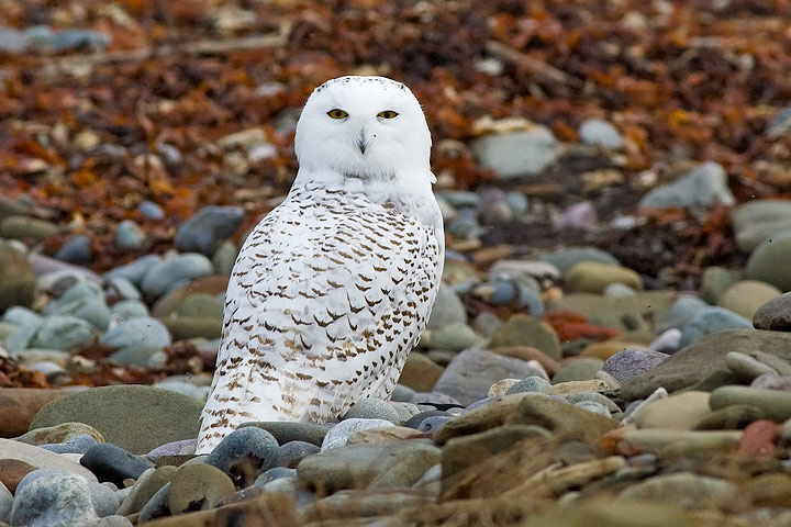 Snowy Owl