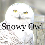 Snowy Owl