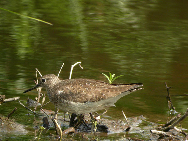 Solitary Sandpiper