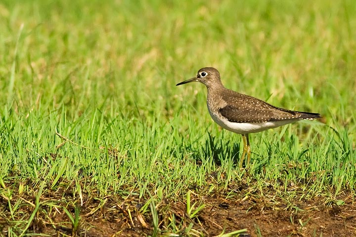 Solitary Sandpiper