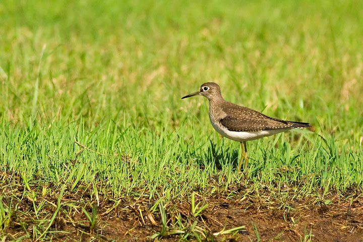 Solitary Sandpiper