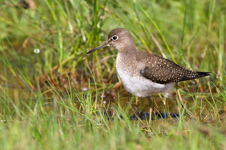 Solitary Sandpiper