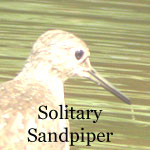 Solitary Sandpiper