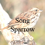 Song Sparrow