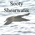 Sooty Shearwater