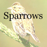 Towhees, Sparrows, Junco, Longspurs
