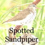 Spotted Sandpiper