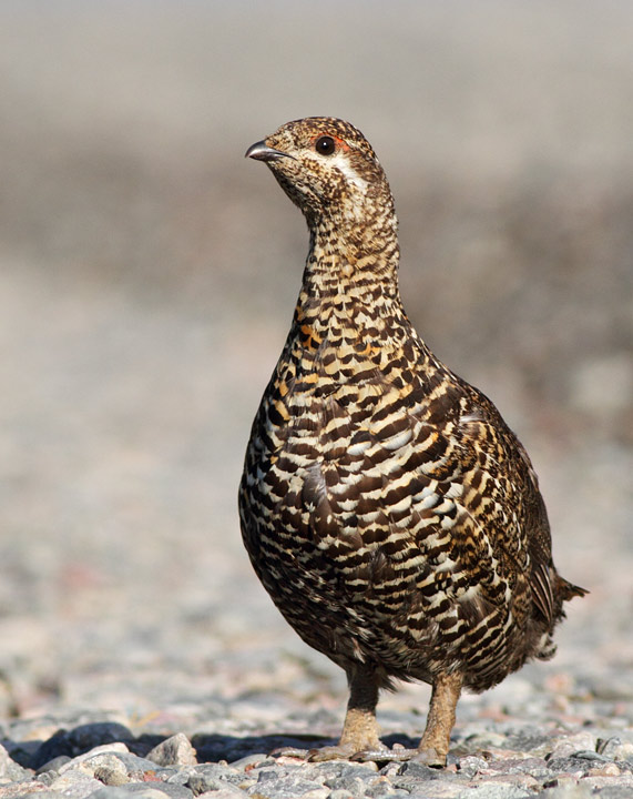 Spruce Grouse