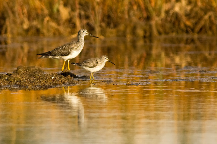 Stilt Sandpiper