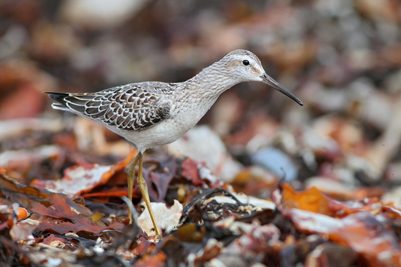 Stilt Sandpiper