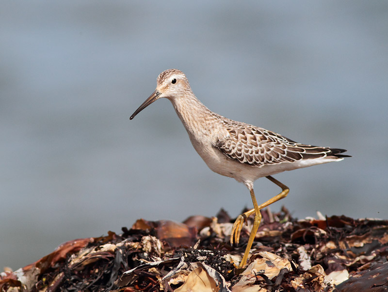Stilt Sandpiper