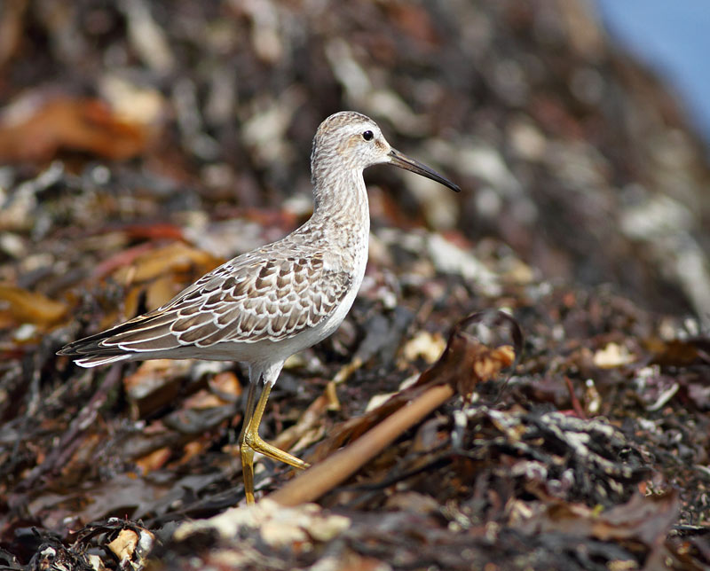 Stilt Sandpiper