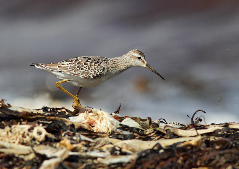Stilt Sandpiper