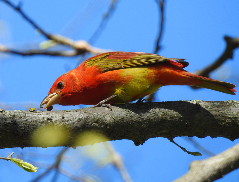Summer Tanager