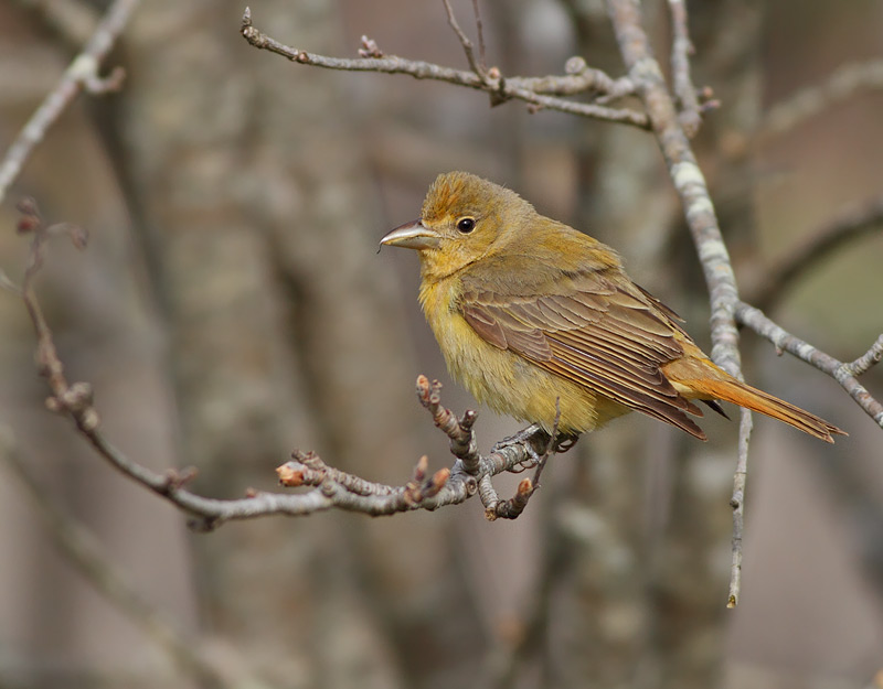 Summer Tanager