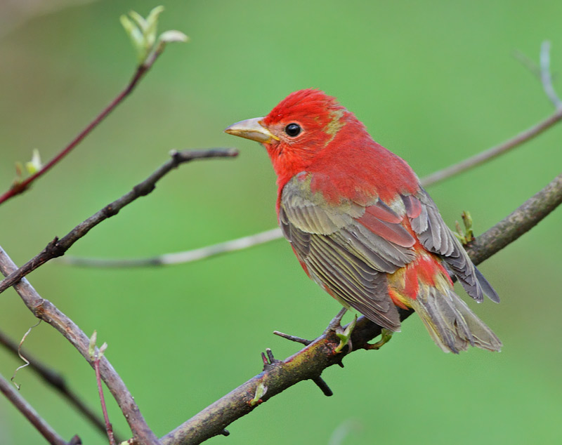 Summer Tanager