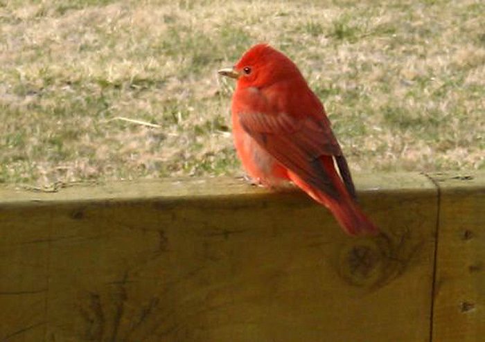 Summer Tanager