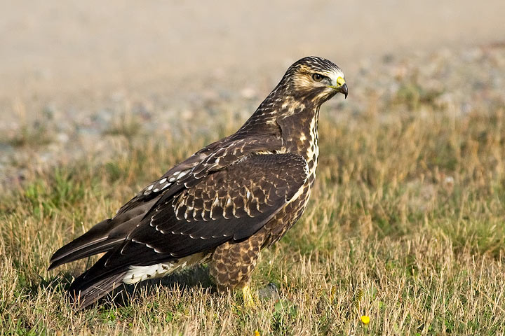 Swainson's Hawk