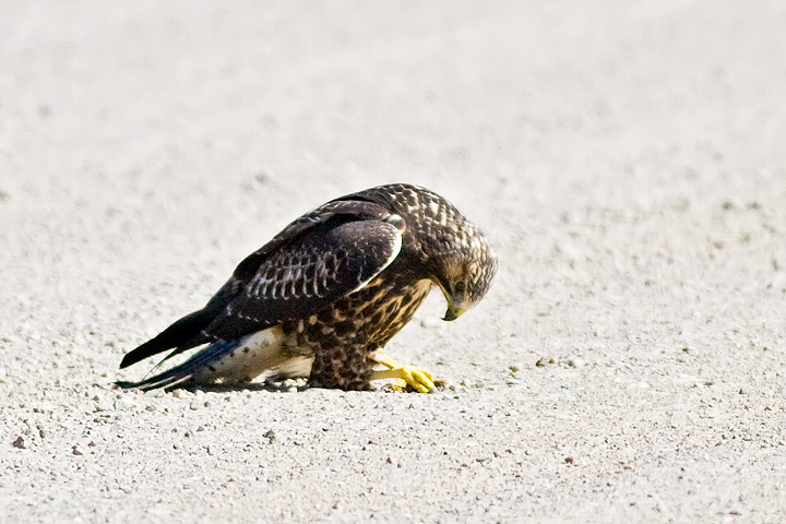 Swainson's Hawk