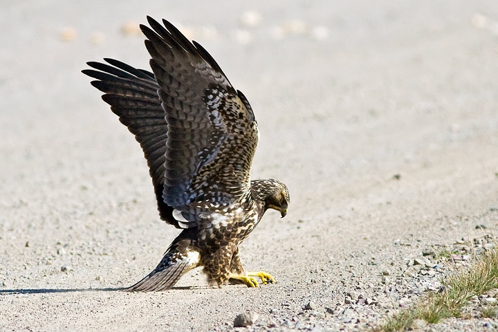 Swainson's Hawk