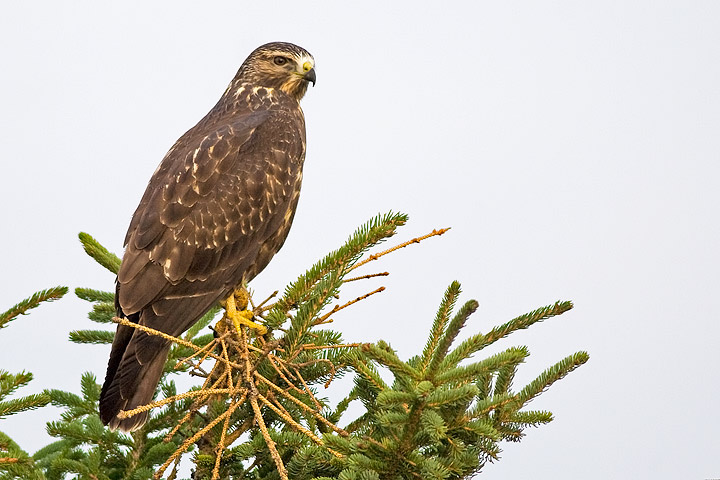 Swainson's Hawk