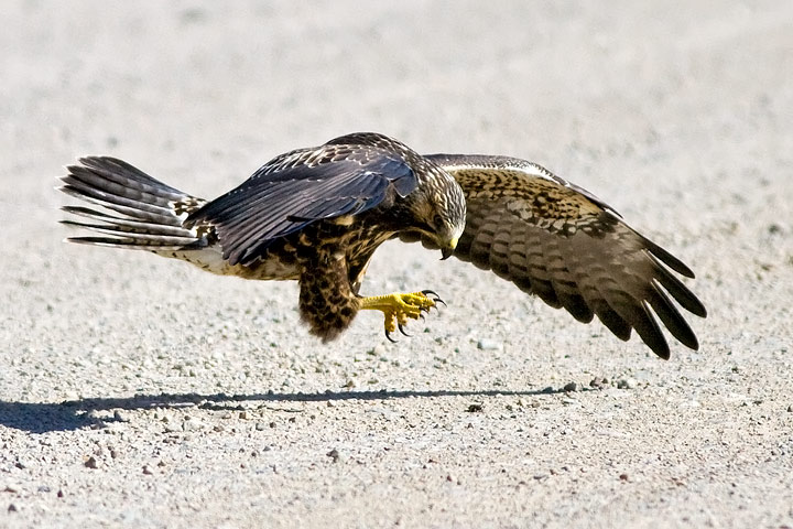 Swainson's Hawk