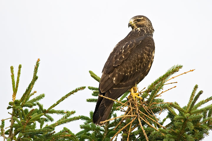 Swainson's Hawk