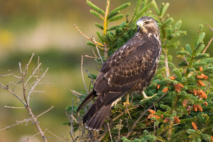 Swainson's Hawk