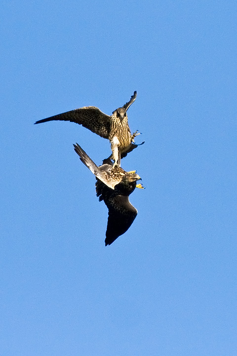 Peregrine Falcon and Swainson's Hawk